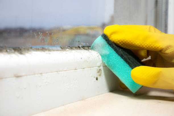 Reliable Johns Creek, GA Mold Removal Solutions