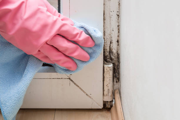 Best Certified Mold Removal  in Johns Creek, GA